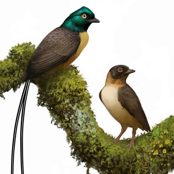 Plumadraco: El Dragón Emplumado Que Transformó Nuestra Comprensión