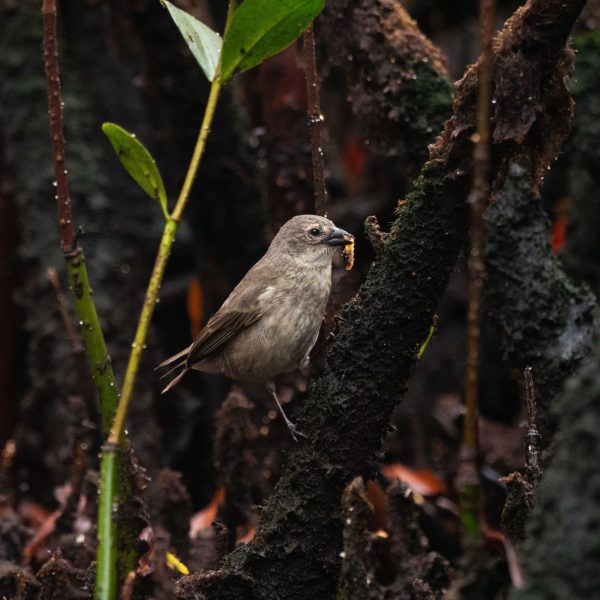 Pinzón de Manglar: El auge reproductivo que sorprende en Galápagos
