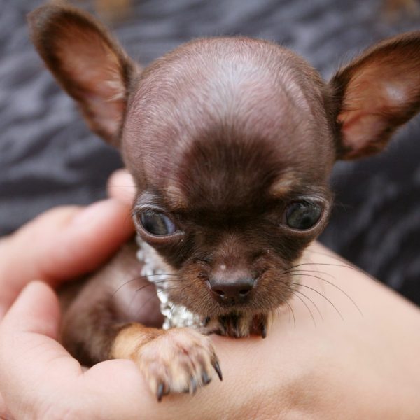 Mascotas Miniatura: Los Riesgos Ocultos en Su Popularidad