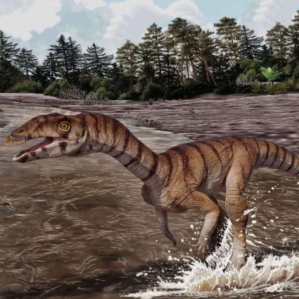 Labrujasuchus: El extraño reptil prehistórico que sorprende a los científicos