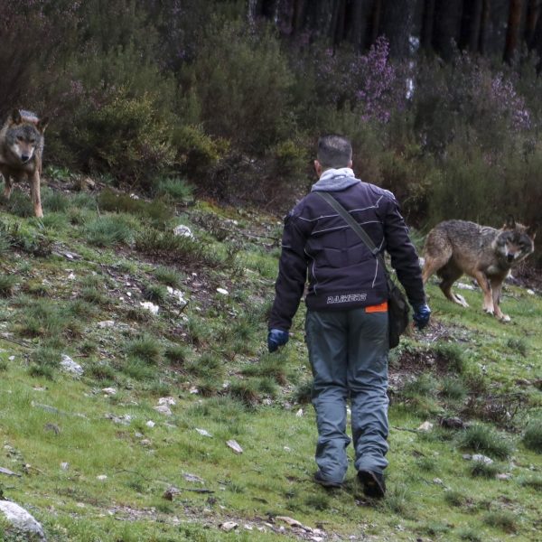 Manadas de lobos: El sorprendente aumento en Asturias y sus consecuencias