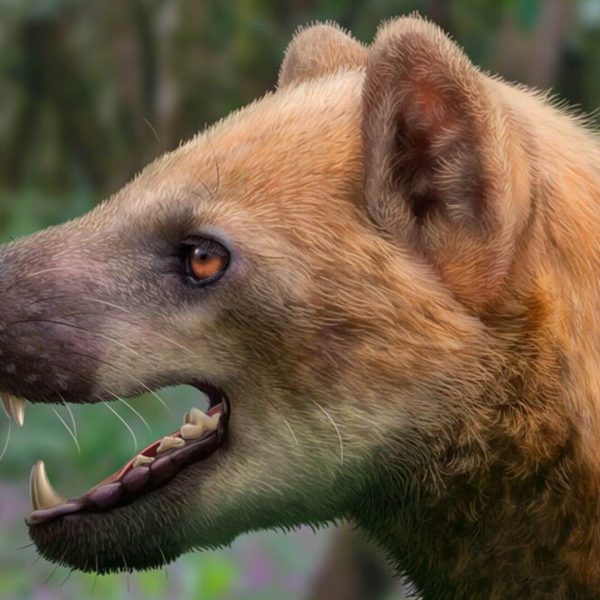 Paludocyon moyasolai: Una Nueva Especie que Revela Ecosistemas del Mioceno