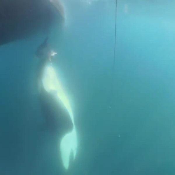 Orcas Ibéricas: El Comportamiento Sorprendente de Estrella Revelado