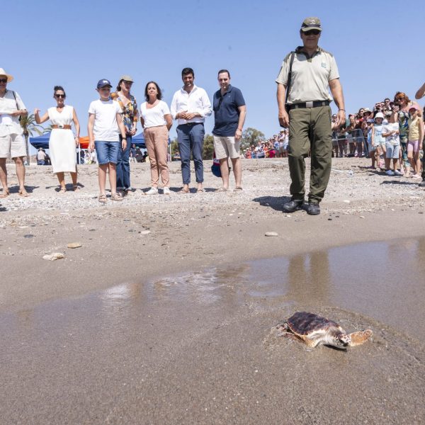Tortugas bobas: ¿Qué se sabe de su liberación en Mojácar?