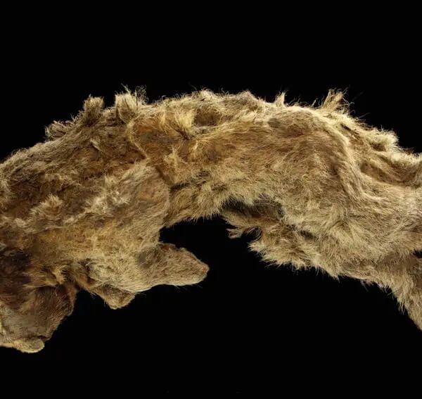 León de las cavernas: Revelaciones que transforman nuestra historia natural