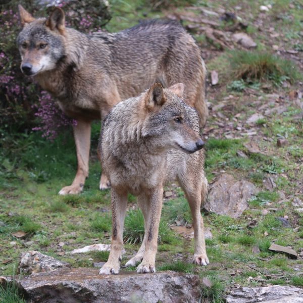 Lobo Ibérico: Propuestas para Mejorar su Conservación en España