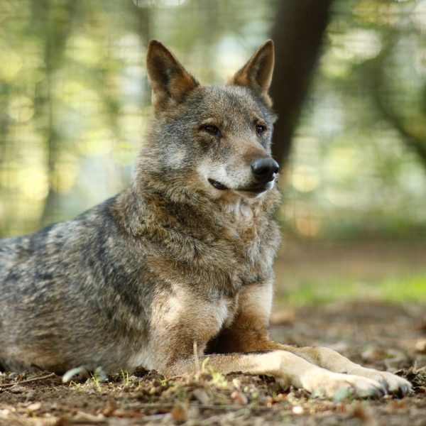 Plan de Gestión del Lobo: Claves del Nuevo Protocolo en Asturias