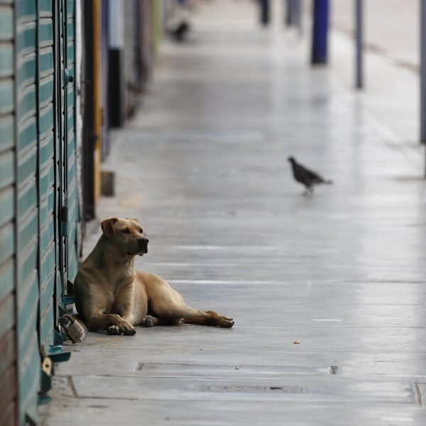 Ley de animales callejeros en Marruecos: ¿Un avance o un retroceso?