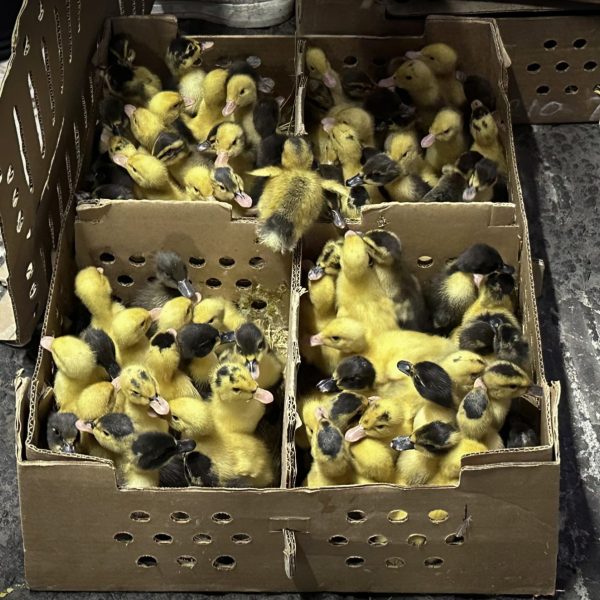 Pato Pekín: La Moda que Transforma Mascotas en Abandonos