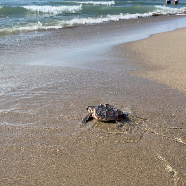 Tortuga Boba: Descubre por qué la Región de Murcia se destaca en su conservación