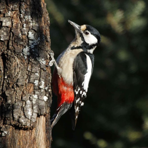 Pájaros Carpinteros: Indicadores Clave de Conservación en Ruidera