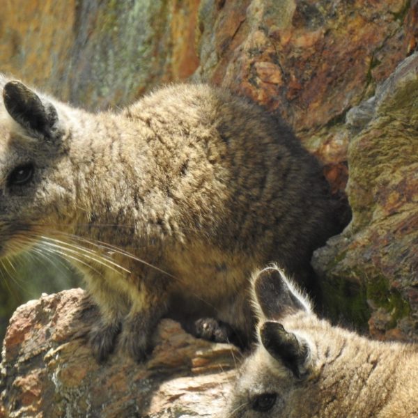 Vizcacha ecuatoriana: la lucha por su supervivencia en Loma Delgada
