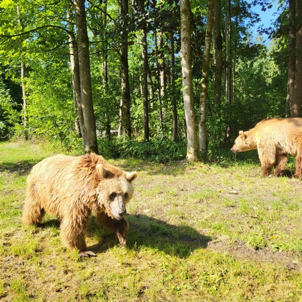 Oso Ponderoso: el impactante final de un símbolo en León