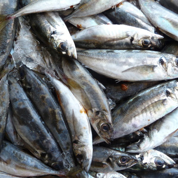 Nuevo Parásito Sardina: Un Descubrimiento que Cambia Todo en el Ecosistema