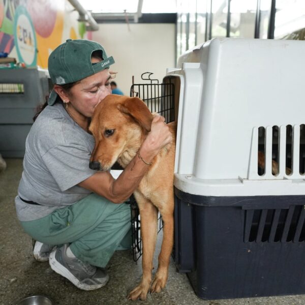 Terremoto en Cali: Cómo veterinarios ayudaron a animales heridos
