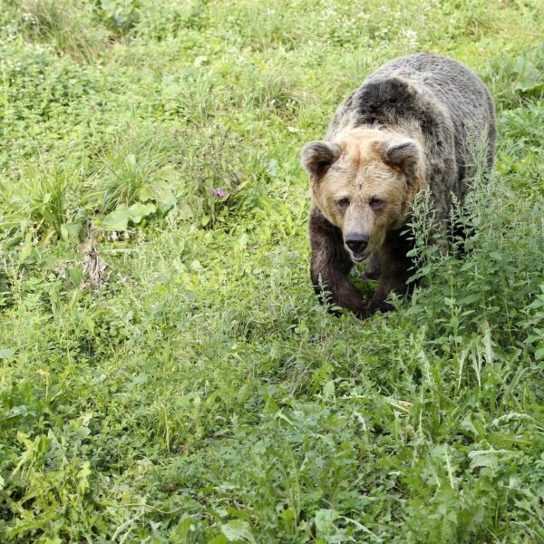 Osos Pardos en la Cordillera Cantábrica: ¿Por qué Visitantes Nocturnos?
