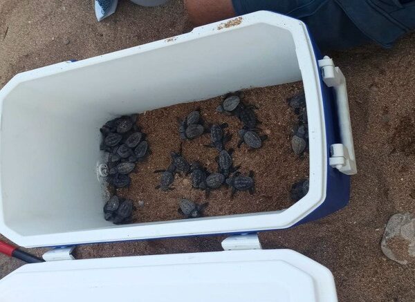 Tortuga Boba: Inesperado Nacimiento en Playa de Alicante