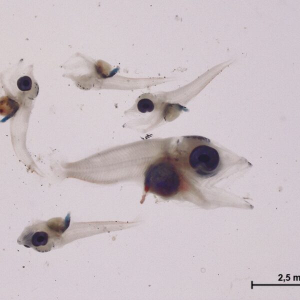 Vulnerabilidad de las larvas de atún rojo ante el calentamiento del Mediterráneo