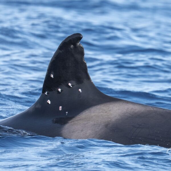Orcas ibéricas en peligro: ¿Por qué surgen lesiones alarmantes?