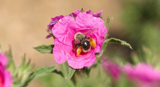 Abejas Silvestres: Un Descubrimiento Fascinante en Doñana