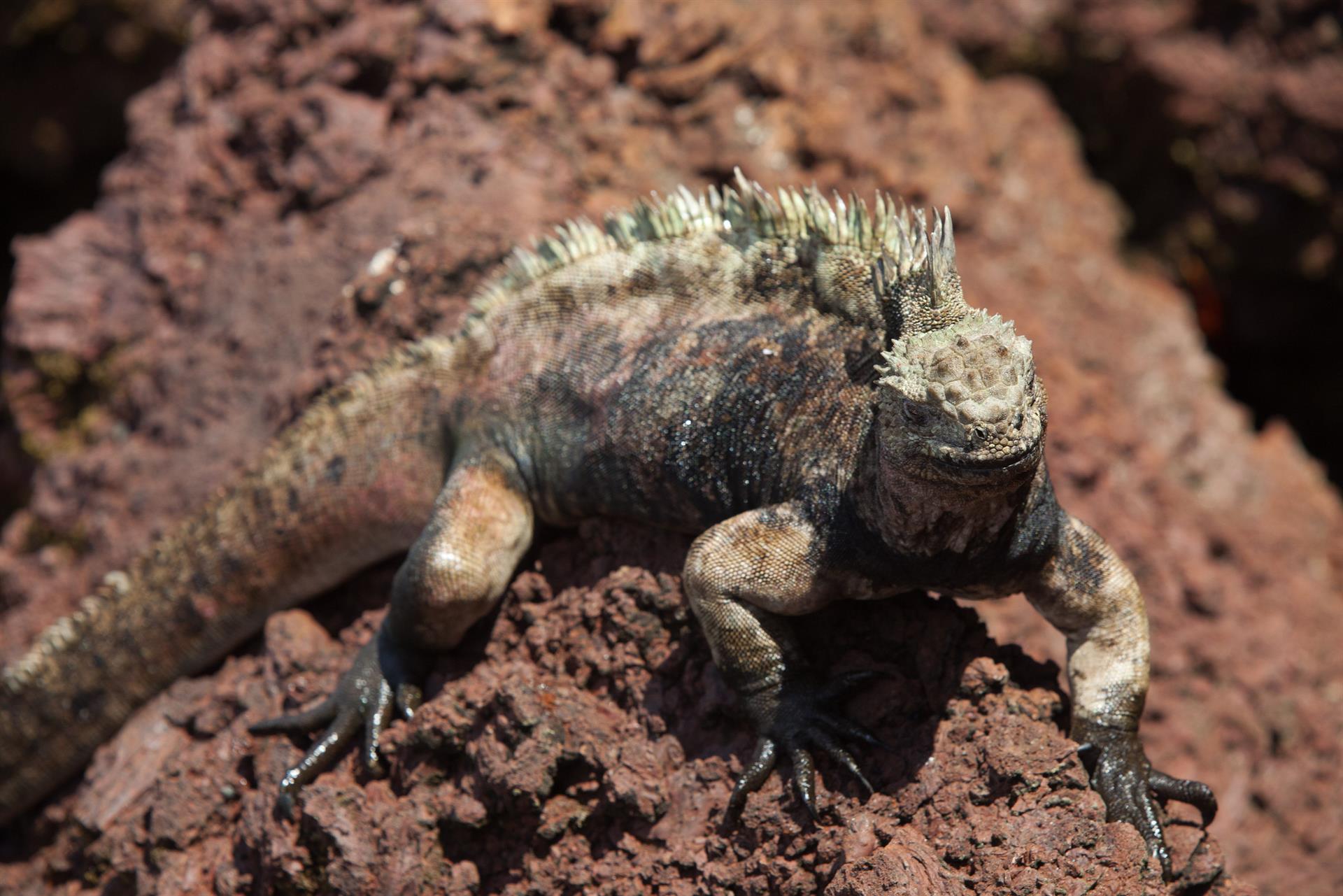 Iguanas marinas de Galápagos: ¿Qué revela el caso de Olga K.?