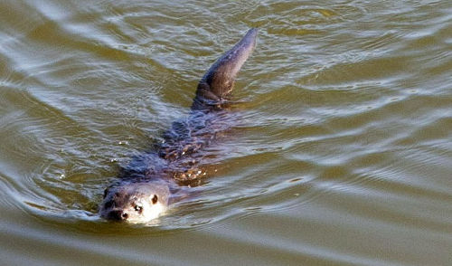 Nutria de río Bronx: el emocionante regreso a su hábitat