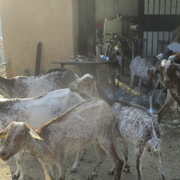 Maltrato animal: la impactante realidad en explotaciones ganaderas de Ávila