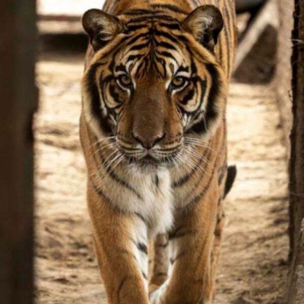 Rescate de leones y tigres: ¿Cómo Four Paws transforma sus vidas?