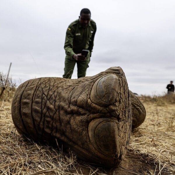 Muerte de Elefantes en Kenia: ¿Qué Está Ocurriendo en Amboseli?