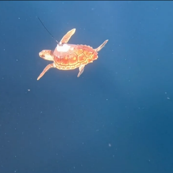 Tortuga Kalu: Su increíble reintroducción al mar tras cinco meses