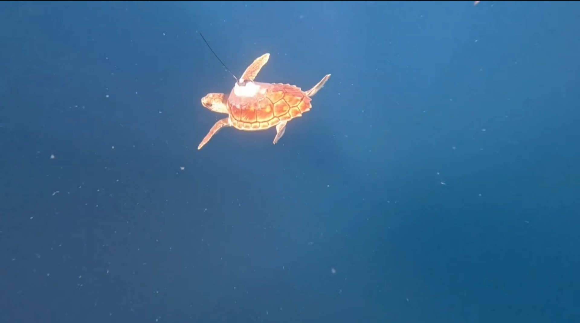 Tortuga Kalu: Su increíble reintroducción al mar tras cinco meses