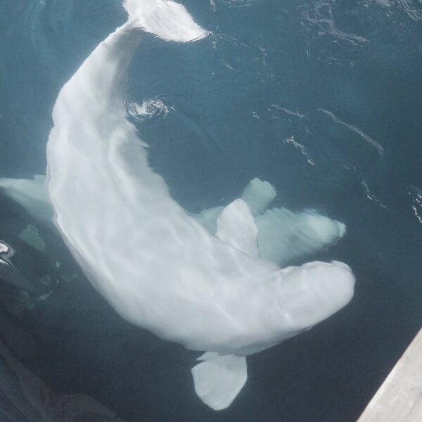 Rescate de Delfines: El Impactante Viaje al Oceanogràfic de València