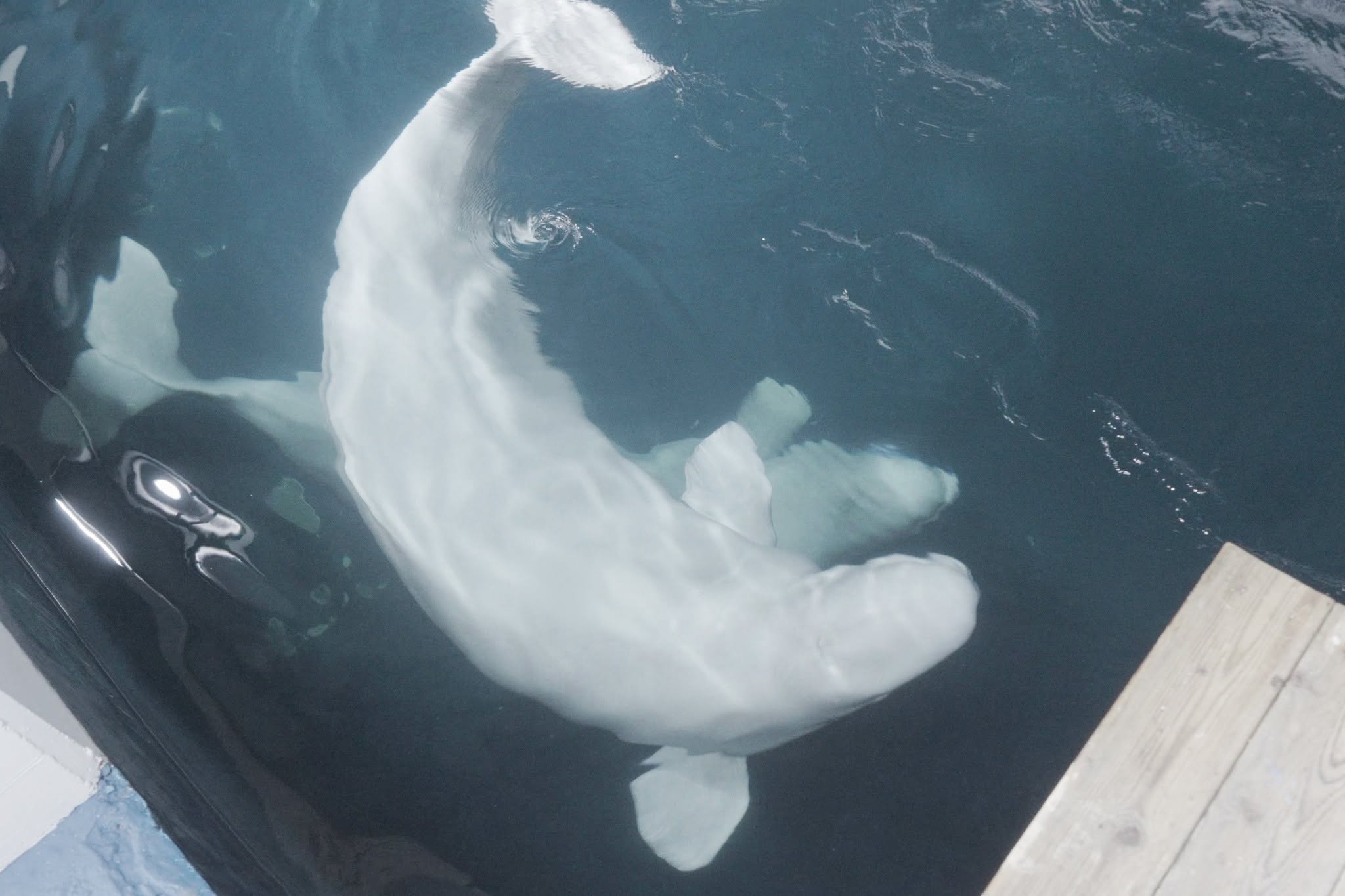 Rescate de Delfines: El Impactante Viaje al Oceanogràfic de València