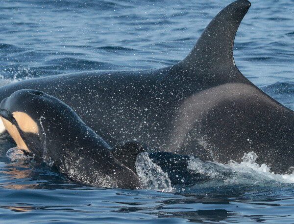 Protéjamos a la orca: Investigaciones sobre el ataque a una especie protegida