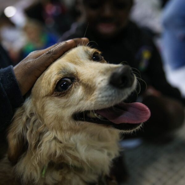 Perros y su comprensión del habla: ¿cómo identifican palabras?