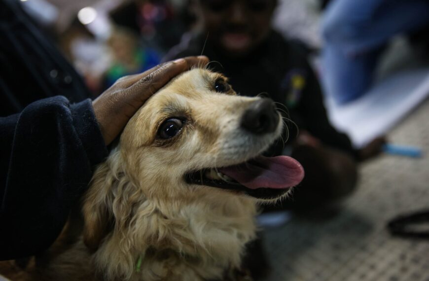Perros y su comprensión del habla: ¿cómo identifican palabras?