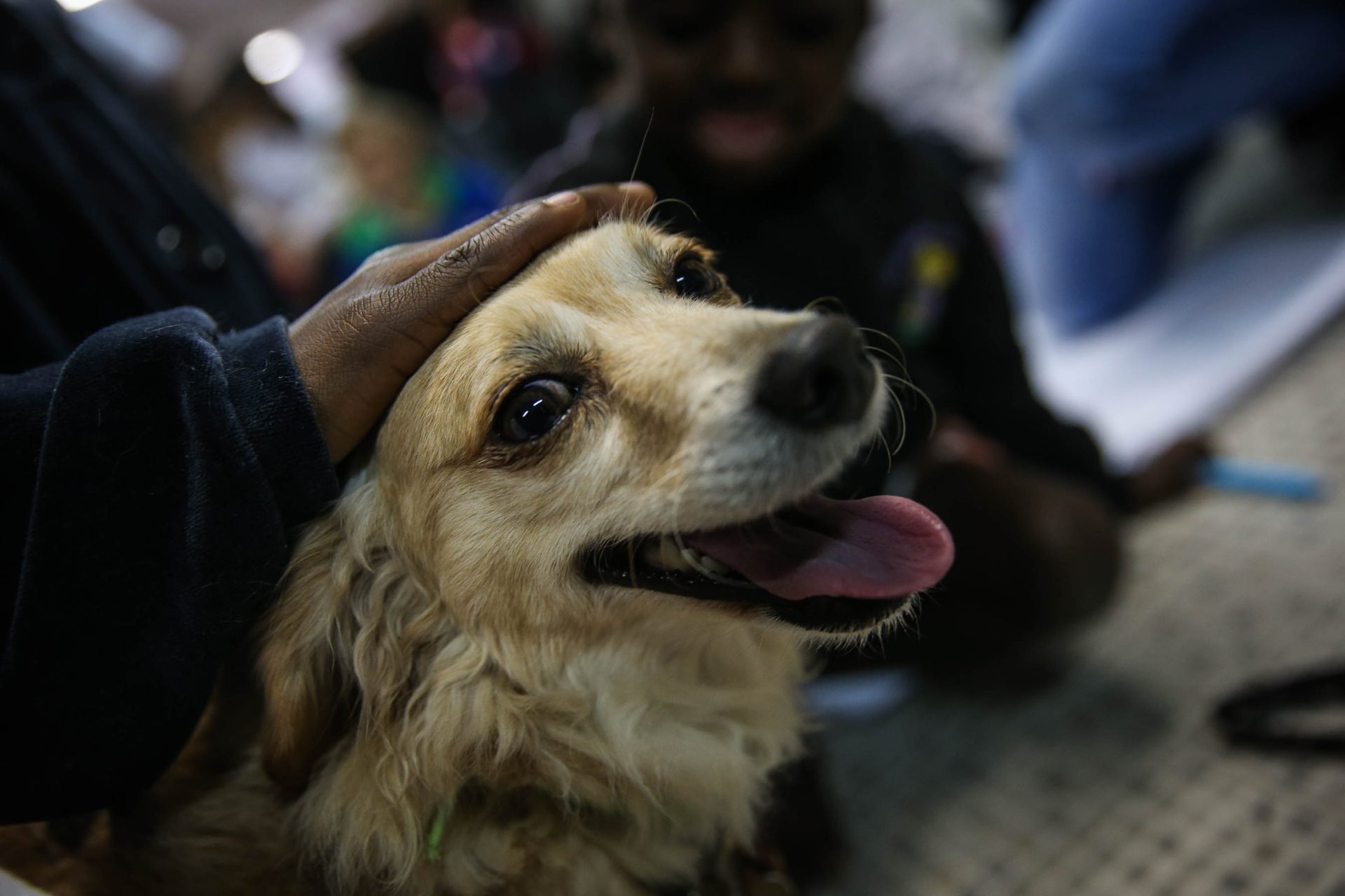 Perros y su comprensión del habla: ¿cómo identifican palabras?