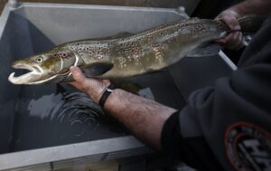 Salmón del Atlántico: ¿Por qué está en peligro de extinción en España?