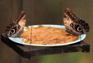 Mariposas y sus ilusiones ópticas que engañan a los depredadores