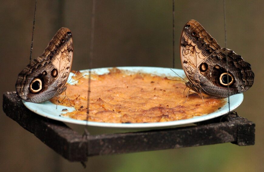 Mariposas y sus ilusiones ópticas que engañan a los depredadores