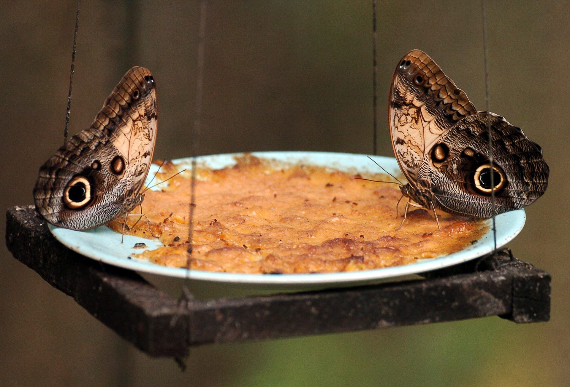Mariposas y sus ilusiones ópticas que engañan a los depredadores