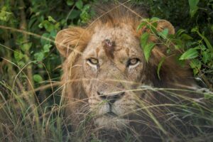 Leones envenenados en Ngorongoro: ¿Qué está sucediendo realmente?