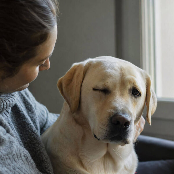Parpadeo de Perros: ¿Un Mensaje Secreto entre Ellos y Nosotros?