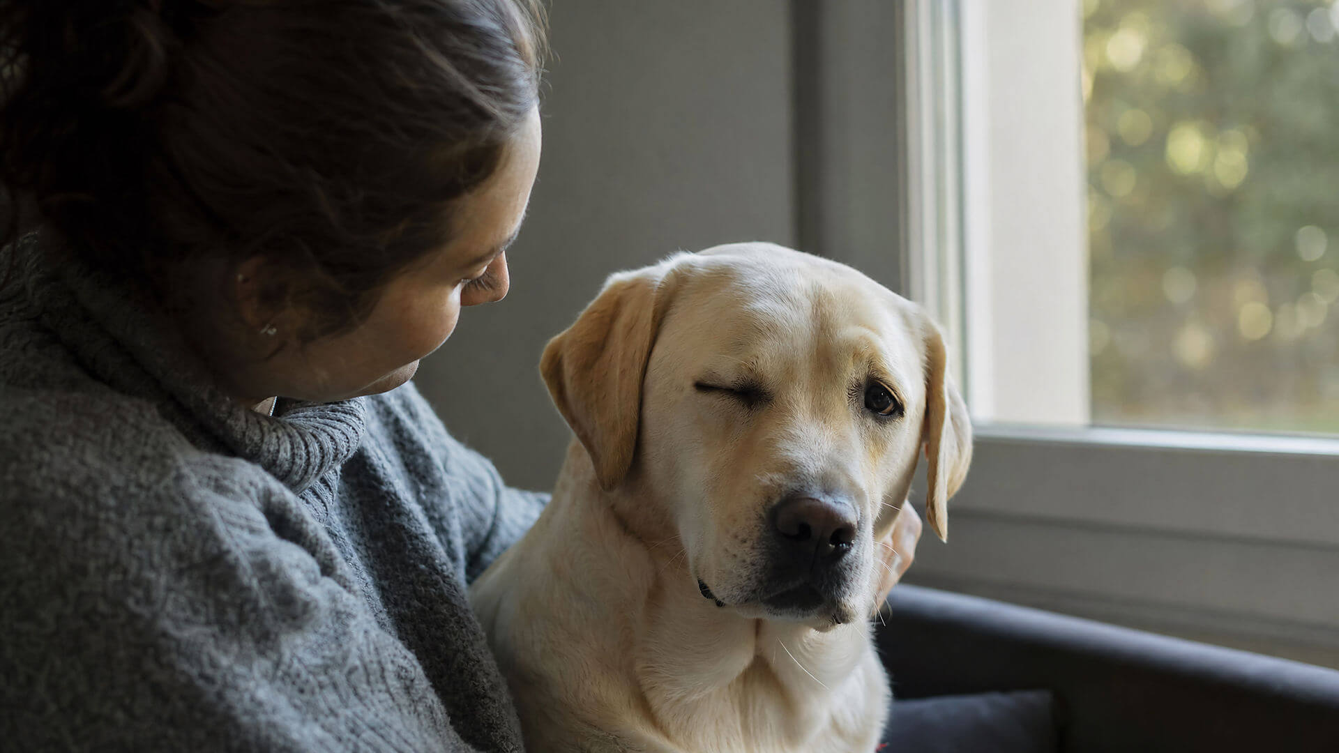 Parpadeo de Perros: ¿Un Mensaje Secreto entre Ellos y Nosotros?
