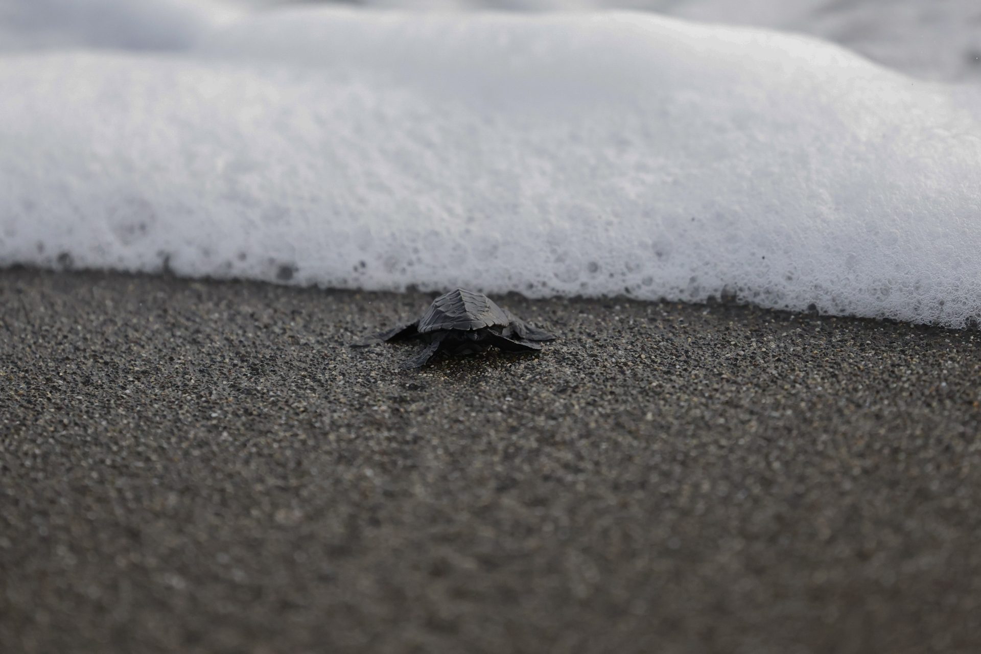 Conservación de Tortugas: Un Esfuerzo Comunitario en Panamá