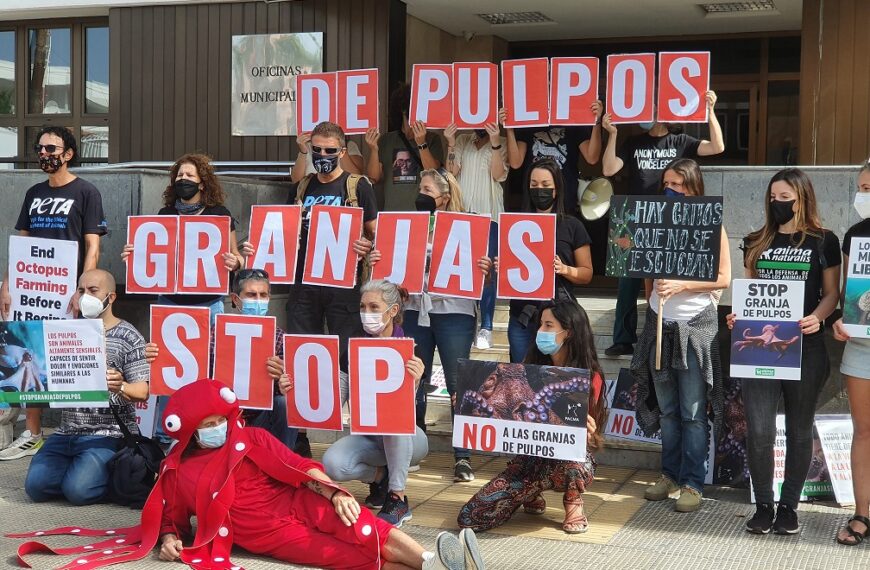 Granja comercial de pulpos: un proyecto polémico que genera rechazo