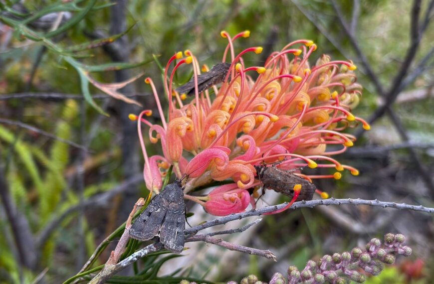 Polillas Bogong: El Misterio Detrás de la Inesperada Migración en Australia