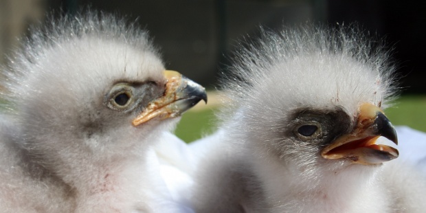 Águila-Azor Perdícedera: Estrategias para Su Conservación en Valencia