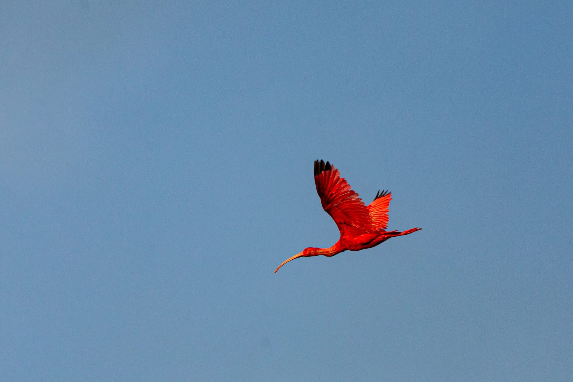 Ibis Escarlata: ¿Por qué se encuentra en peligro en Trinidad y Tobago?