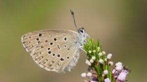 Protección de Especies Polinizadoras: Un Paso Crucial para la Biodiversidad